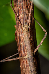 A brown walking stick insect