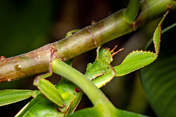 A green walking leaf insect