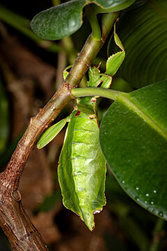 A green walking leaf insect