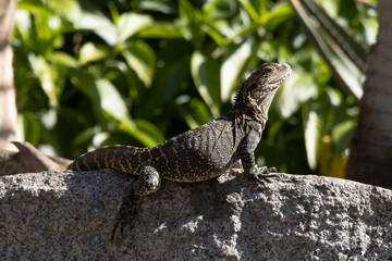 Obraz premium lizard on the rock