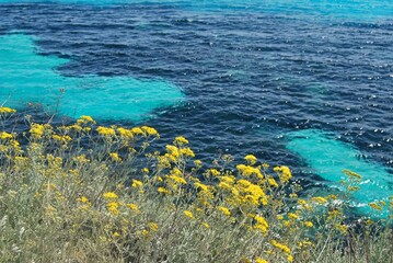 flowers on the coast view of the island of Favignana in Sicily