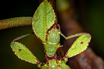 A green walking leaf insect