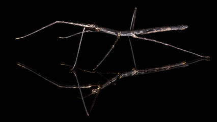 A brown walking stick insect