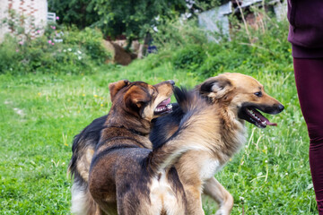 Big dogs meet in the garden closeup