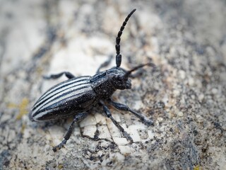 Close-up of a longhorn beetle on a rocky surface. Dorcadion scopolii