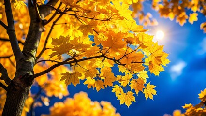 Obraz premium Stunning Silhouette of a Maple Tree with Vibrant Yellow Leaves Against a Bright Blue Sky on a Sunny Day, Perfect for Autumn Photography and Nature Lovers