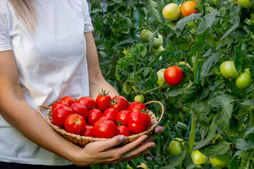 Female farmer holding fresh tomatoes in her hands. Selective focus