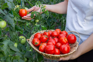 Female farmer holding fresh tomatoes in her hands. Selective focus