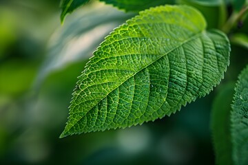 A close up of a leaf on a plant