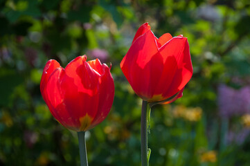 Obraz premium Rote Tulpen