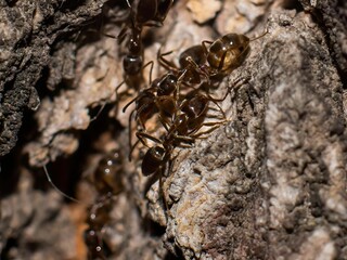 Close-up shot shows a group of ants crawling on a rough, textured piece of tree bark