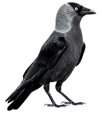 jackdaw (Corvus monedula), isolated on transparent background