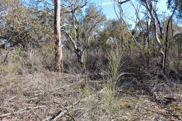 arid australian bushland with scrub and foliage
