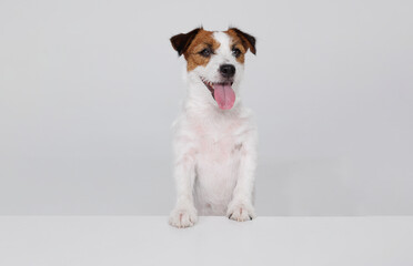 Portrait happy puppy of Jack Russell Terrier on gray background. Free space for text. Wide angle horizontal wallpaper or web banner. 