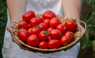 Female farmer holding fresh tomatoes in her hands. Selective focus