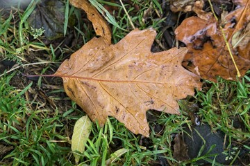  A close-up of a brown autumn leaf resting on vibrant green grass in Broughshane Park, County Antrim. The image captures the essence of seasonal change with a beautiful contrast of colors.