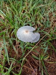 Parasola plicatilis, commonly known as the pleated inkcap, is a small saprotrophic fungus with a plicate cap. It is a widespread species in Europe and North America.