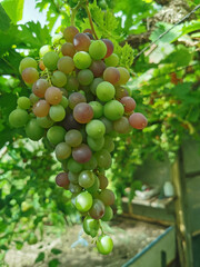 white grapes plant