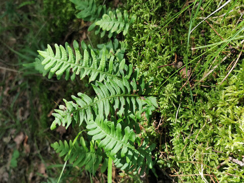 Polypodium vulgare plant
