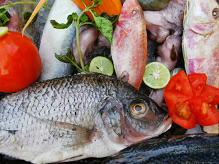 fishes and other animals from  the red sea