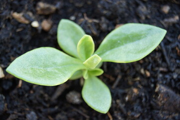 Grass sprout, seedlings and shoots of green plants, grass on the ground. Green