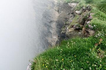 Cliffs of Moher in County Clare, Ireland, captures the steep rock face adorned with wildflowers....