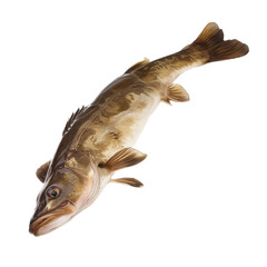 A Cod Fish Isolated on Transparent Background