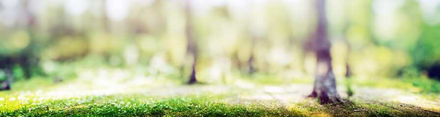 Forest bokeh nature background