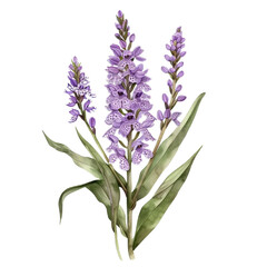 Obraz premium lavender isolated on white background