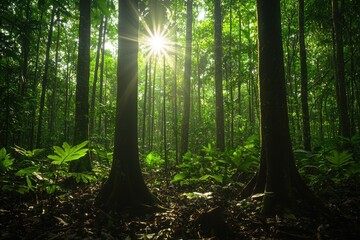 Obraz premium Sunlight filtering through dense forest canopy