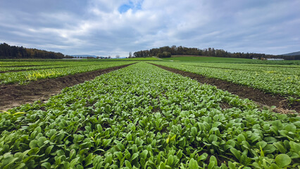 Lush green crops spread across a wide farm field in neat rows. The cloudy sky and rolling hills in the distance highlight the beauty of rural farming landscapes.
