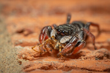 Jovial Jumping Spider (Apricia jovialis), Hughes, ACT, February 2024