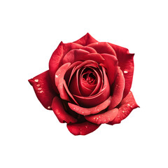 Naklejka premium A vibrant red rose flower viewed from the top, isolated on a transparent or white background.