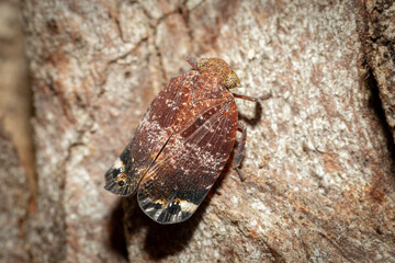 Green-faced Gum Hopper (Platybrachys decemmacula), Hughes, NSW, December 2023