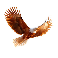 Obraz premium Eagle in flight, white isolate background Transparent Background.