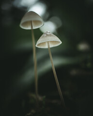 Two mushrooms