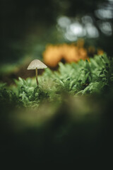 Mushroom in the forest