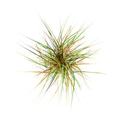 3d illustration of field grass isolated on transparent canvas from top view