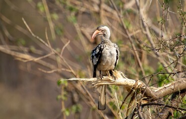 Red-billed hornbill perched on a branch broken by elephants in the Kruger Park in South Africa