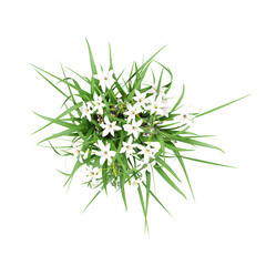 3d illustration of Ornithogalum umbellatum plant isolated on transparent canvas