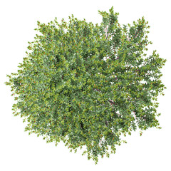Blue holly trees isolated on Canvas from top view