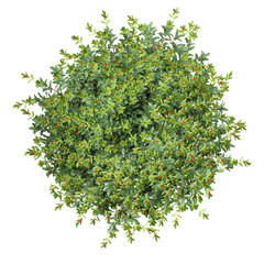 Blue holly trees isolated on transparent canvas from top view
