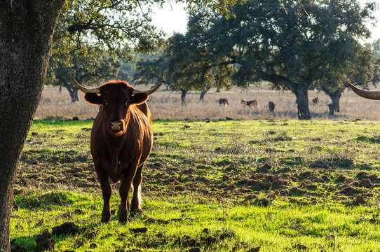 Retinta cow in the dehesa: a captivating gaze in autumn.