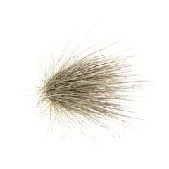 Obraz premium From the top view of Chinese silver grass for architecture visualization