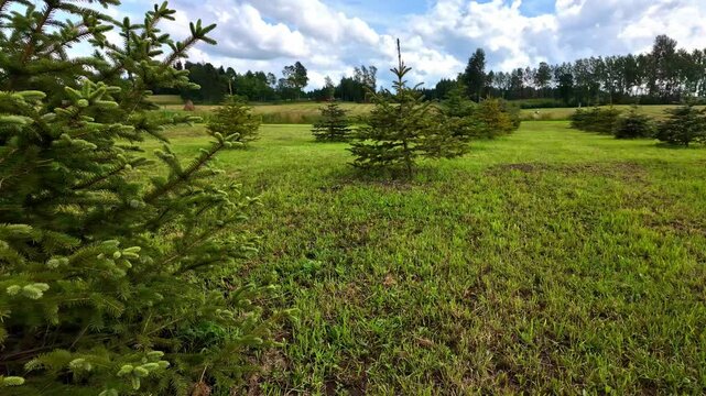 Grassy field with small conifers suggests an ongoing reforestation project