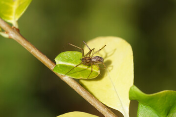 Male Money Spider, European hammock spider, sheet-web spider (Linyphia triangularis) of the family Linyphiidae in garden privet. Autumn, October, Netherlands