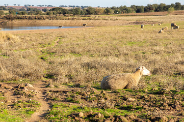 Merino sheep resting in the meadow by the pond.