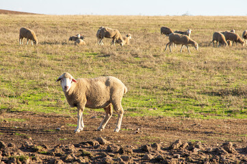 Close-up of a Merino sheep with its flock in the background, in the meadow with the first autumn pastures.