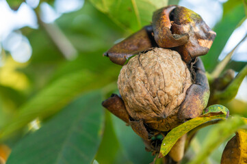 Fruit in waiting: ripe walnut in the tree among green leaves.
