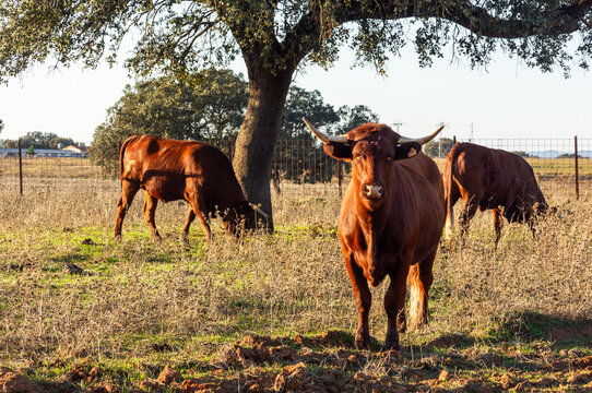 Golden sunset: retinta cow under the holm oak with her herd.